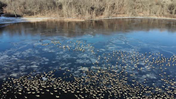 Drone flying over a group of geese swimming along the edge of a partially frozen lake alt