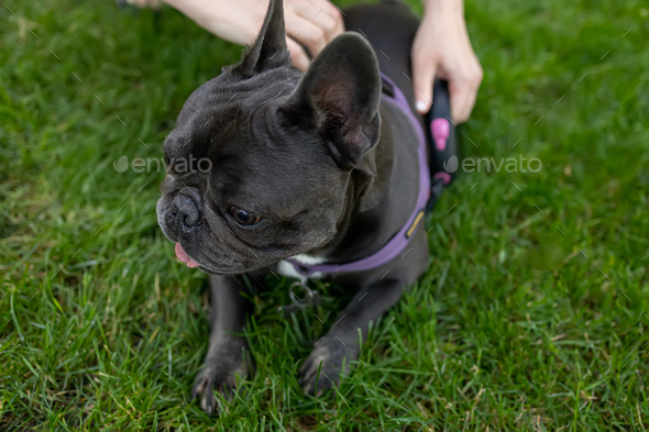 the hands of the owner of the dog are scratching the French bulldog by the skin, he really likes it