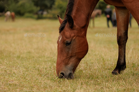 close-up of a horse whose muzzle is bowed down and nibbles grass in autumn in the park