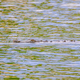 Crocodile swimming in a canal - PhotoDune Item for Sale