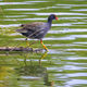 A Moorhen about to go for a swim - PhotoDune Item for Sale