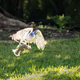 Close up of hawk carrying off a squirrel - PhotoDune Item for Sale