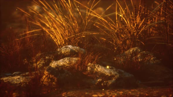 the Wild Dance of Fireflies alt