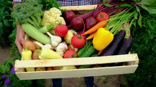 Harvest Vegetables in the Garden in the Hands of a Male Farmer alt