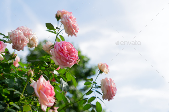 Wide web banner with roses