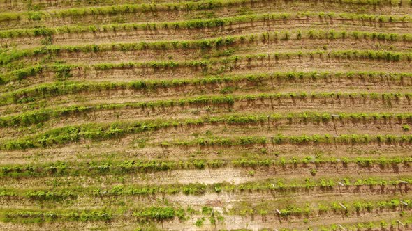 Aerial Drone View Over Vineyards Towards Agricultural Fields alt