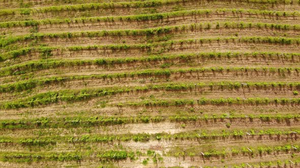 Aerial Drone View Over Vineyards Towards Agricultural Fields