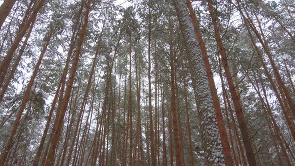 Beautiful Winter Pine Forest, Panoramic Video.