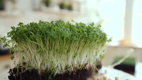 The Green Tiny Seedlings Are in the Potting Soil Set on the Table alt