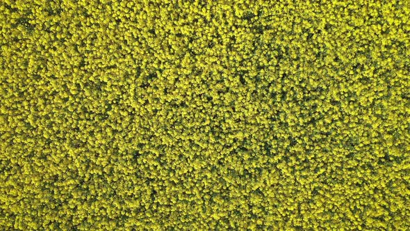 Aerial View of Yellow Field of Flowering Colza, Rape at Summer Day.