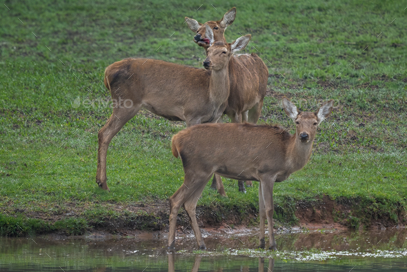 Group of female Red Deers (Cervus elaphus) - Stock Photo - Images