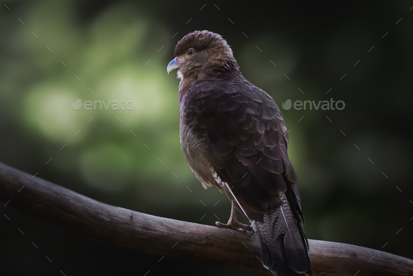 Chimango Caracara (Milvago chimango) - Bird of Prey - Stock Photo - Images