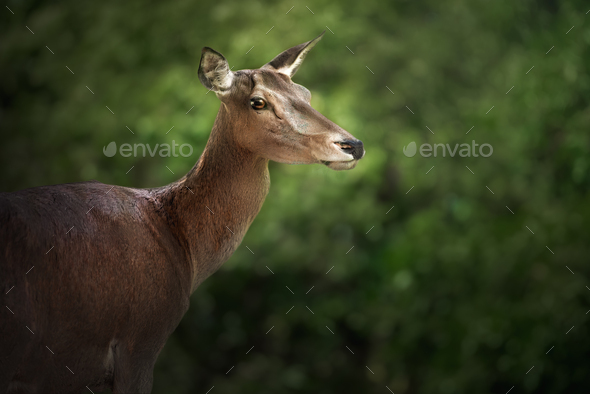 Female Red Deer (Cervus elaphus) - Stock Photo - Images