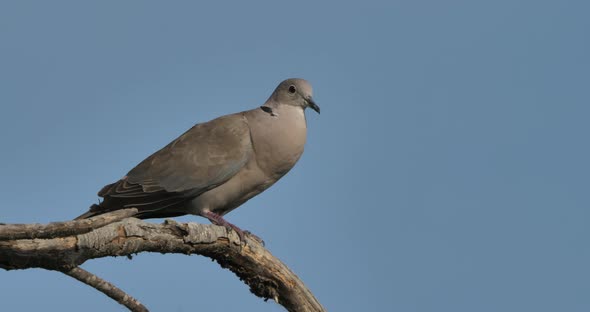 Eurasian collared dove perched against the blue sky alt