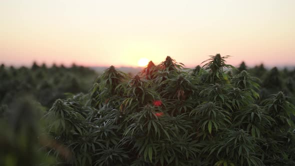 Cannabis farm in South East Colorado at sunrise. alt