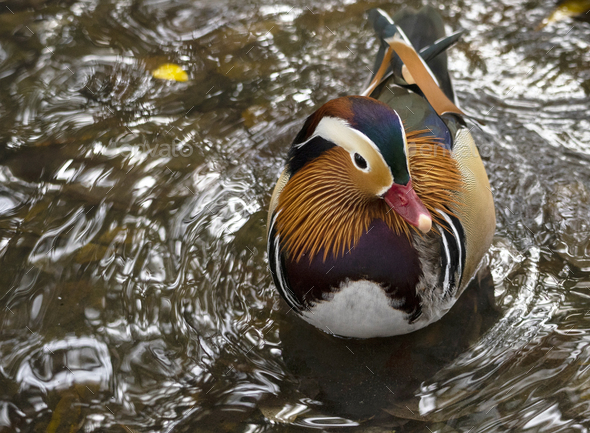 Close-up of a male Mandarin duck (Aix galericulata) swimming on the water of a lake - Stock Photo - Images