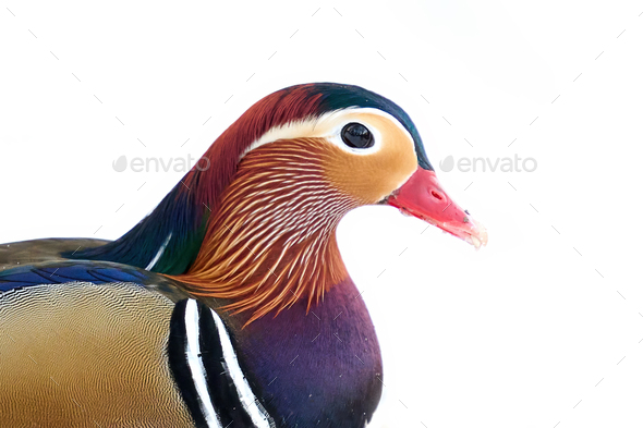 Mandarin duck (Aix galericulata) - Stock Photo - Images