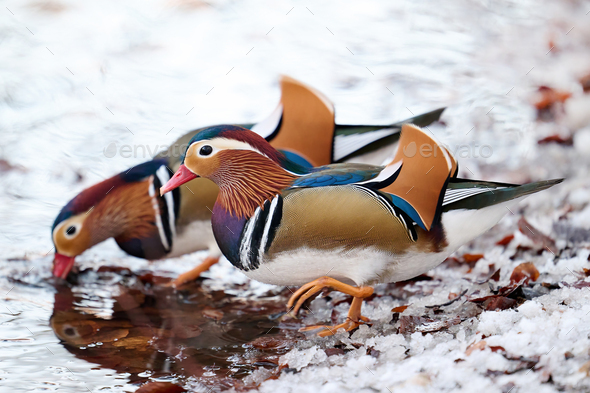 Mandarin duck (Aix galericulata) - Stock Photo - Images