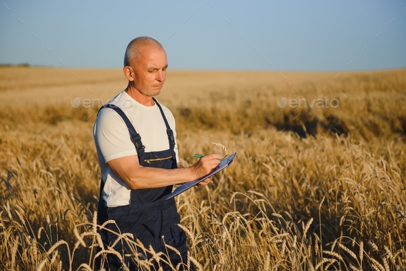 hands pluck a bunch of wheat in order to check for the maturation of cereals in the field. - Stock Photo - Images