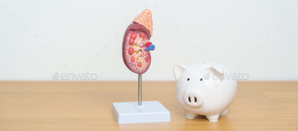 Anatomical human kidney Adrenal gland model, world kidney day, Chronic kidney and Charity concept