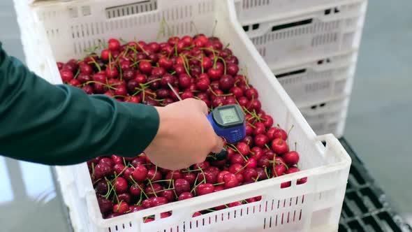 Worker Measures Wild Cherries Temperature Nitrate Content