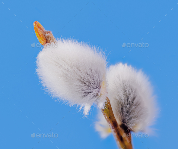 Branch of a red salix branch - Stock Photo - Images