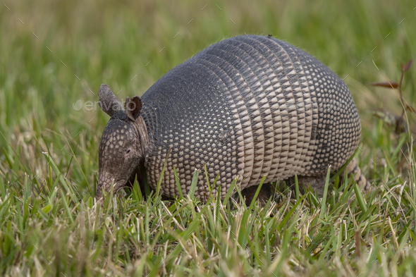 a armadilla walking through tall grass with its paws in the air Stock Photo  by wirestock