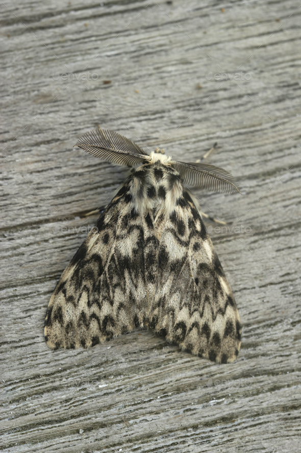 Vertical closeup of the black arches or nun moth, Lymantria monacha, sitting on wood in the garden - Stock Photo - Images
