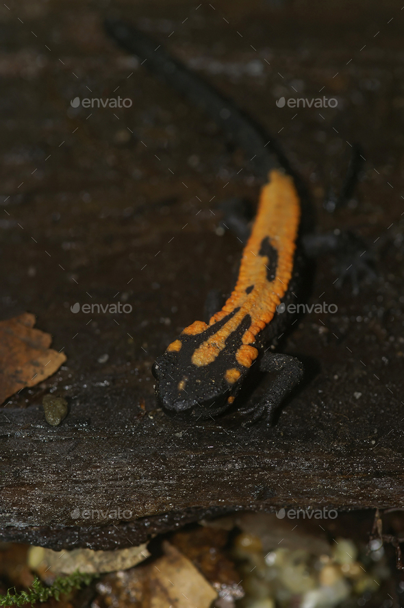 Vertical closeup on an orange colored juvenile Laos newt, Paramesotriton or Laotriton laoensis