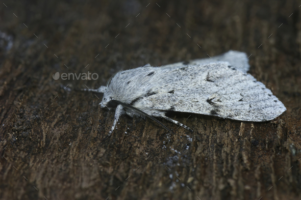 Closeup on the pale colored Miller owlet moth, Acronicta leporina - Stock Photo - Images