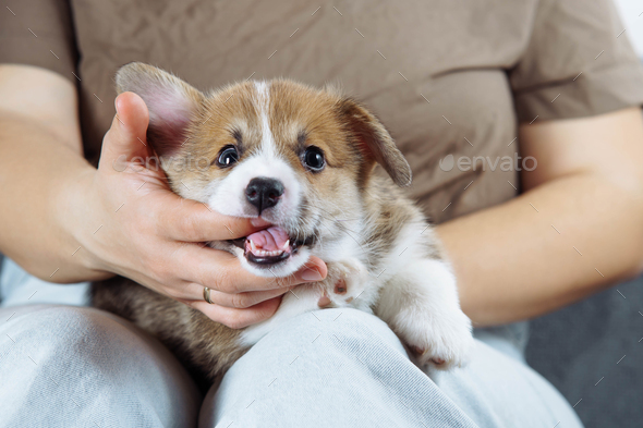 Cute funny puppy sits on his mistress's lap and happily tries her finger with his teeth. Dog food