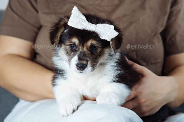 Woman demonstrates that her puppy is beautiful girl by tying charming bow on her head. Maintenance