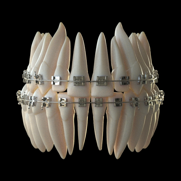 Human Teeth  Tooth