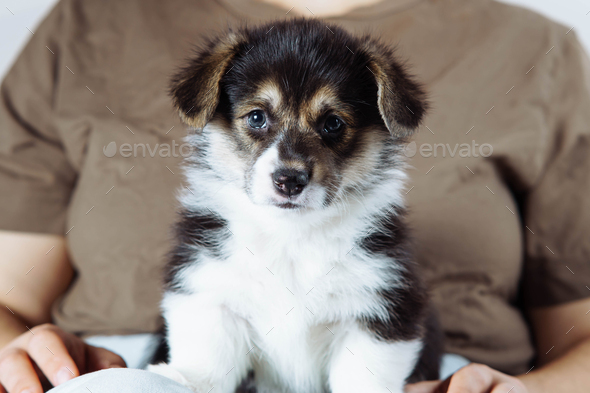 Close-up portrait of very beautiful and cute Welsh Corgi puppy sitting on his mistress\' lap. Dog