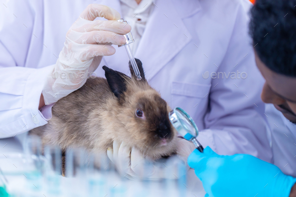 Scientist or pharmacist do research chemical ingredients test on animal in laboratory.