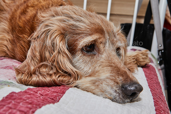 Sad spaniel clearance