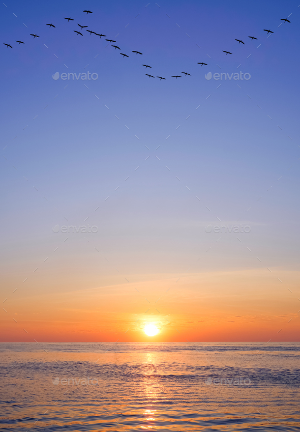 Silhouette flock of crane birds flying on colorful morning sky background over sea in vertical frame