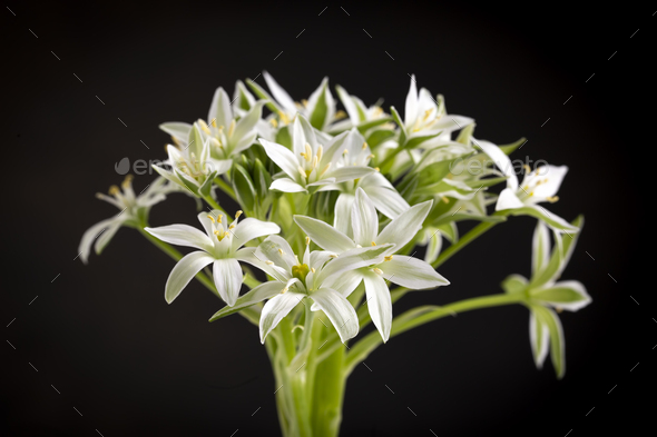 Ornithogalum umbellatum. Wild flowers in their natural environment. - Stock Photo - Images
