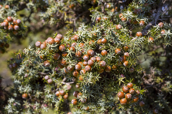 Juniper tree with maturing fruits - juniperus oxycedrus - Stock Photo - Images