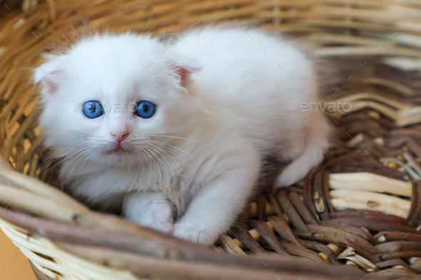 Scottish longhair kitten with white fluff. Stock Photo by esindeniz