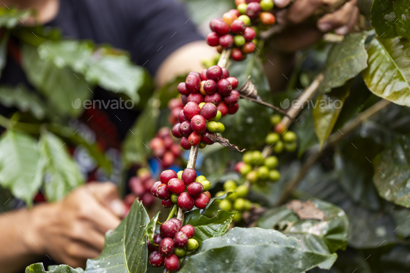 harvesting coffee berries by agriculture. Coffee beans ripening on the tree in North of Thailand - Stock Photo - Images