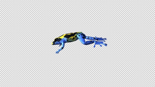 Jumping Frog - II - Poison Dart - Yellow Black Blue - Side View - MS