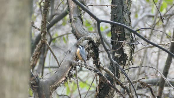 Red breasted nuthatch bird picking tiny prey and taking off from branch alt