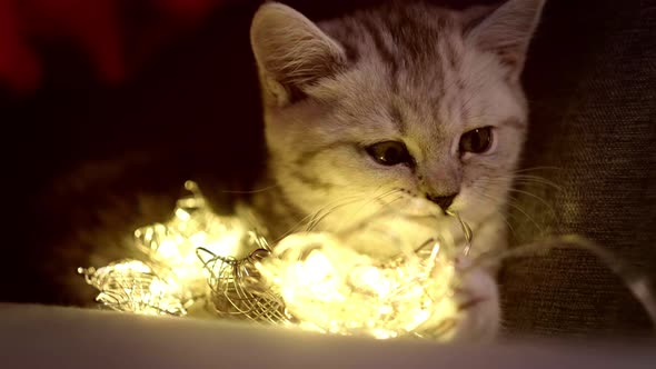Christmas Cat Portrait Striped Kitten Playing with Christmas Lights Garland on Festive Red alt