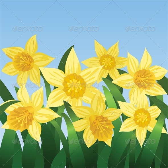 Blue Sky and Blooming Daffodils - Flowers & Plants Nature