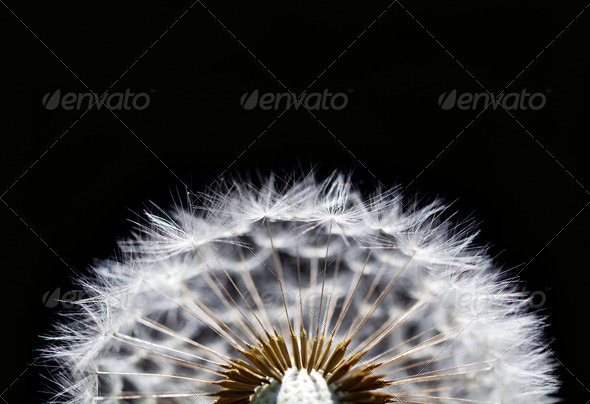 macro of dandelion - Stock Photo - Images