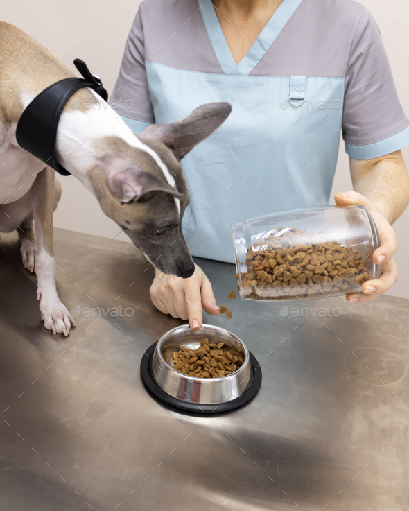 The veterinarian shows the dog how much dry food you can eat. Emotion of the veterinary clinic