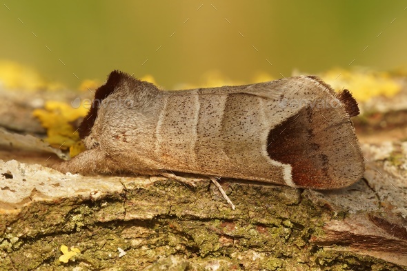 Detailed close up of the chocolate-tip moth, Clostera curtula on wood - Stock Photo - Images
