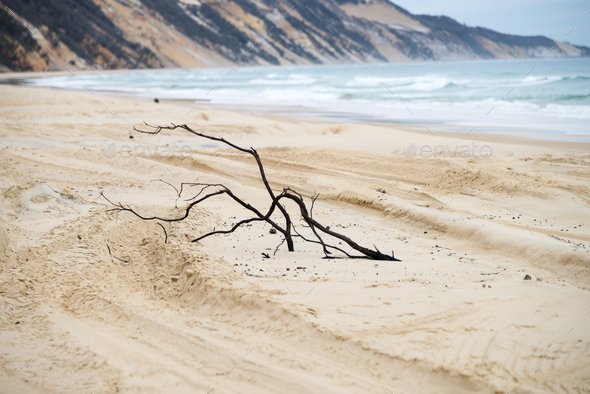 Broken, dead tree branch abandoned on the sandy beach Stock Photo by ...