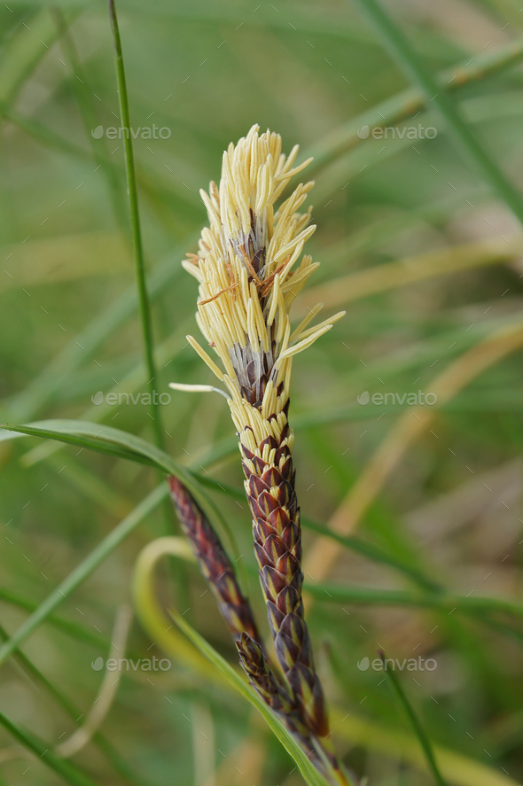 Vertical closeup on the springtime blossoming Mop-headed Sedge, Carex caryophyllea - Stock Photo - Images